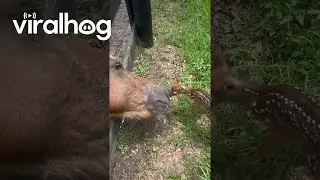 Baby Deer Meets a Horse || ViralHog