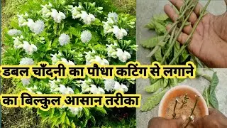 how to grow double chandani plant from cutting using organic rooting hormone