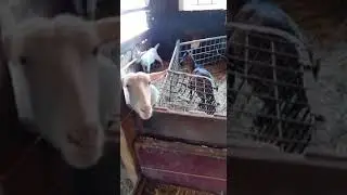 Dwerggeit Bruin Crisje is apart op Stal Witte melkgeit wit Ineke heeft 2 kindjes