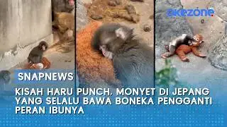 Kisah Haru Punch, Monyet di Jepang yang Selalu Bawa Boneka Pengganti Peran Ibunya