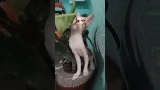 #music #funny #comedy😂😭#elchombo #dj #cats  #reaction #2025 😭😂🤣🥰