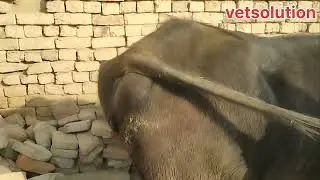 Veginal inflammation reason and treatment of buffalo hiefer 
