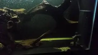 hypancistrus king tiger pleco L066