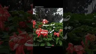 Sadqey tumhare ost 🫀🤌&bull; Aesthetic video &bull; Urdu Lyrics status &bull;#shorts#sadqay#rahatfatehalikhan#love