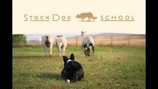 Stock Dog School Launch