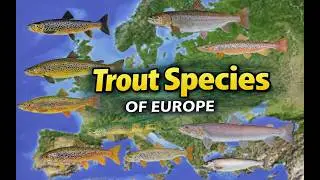 Trout Species of Europe