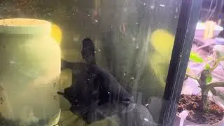 Monster Pond Feeding!! What should we feed next?