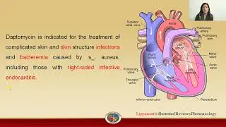 Daptomycin Pharmacology
