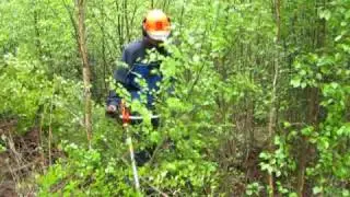 Tät röjning med Husqvarana 345fx/t i Österbotten