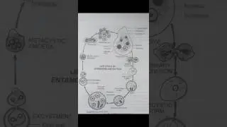 Life Cycle of ENTAMOEBA HISTOLYTICA #diagram #science #shorts #video