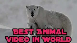 Best Animal Video in world Tiger Lion Are broth