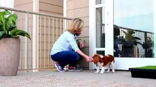 PetSafe&reg; Sliding Glass Pet Door