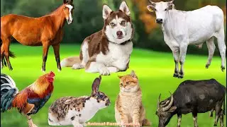 Farm Animal Food: Pig, Goat,  Dog, Sheep, Rabbit, Cat, Buffalo, Chicken, Duck - Animal Sounds