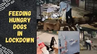 Feeding hungry Animals On Streets During Lockdown 2021 ! Feeding stray Dogs During Lockdown !
