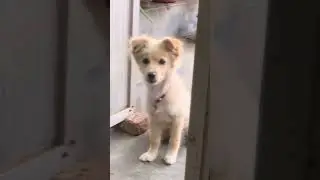 The puppy from back then has grown up now #cute #puppy #funnyanimals #animals