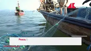Pesca, &egrave; crisi nera per le vongole nell&rsquo;Alto Adriatico