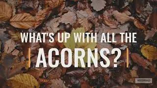 Why are there so many Acorns this year?