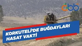 Korkuteli’de Buğdayları Hasat Vakti