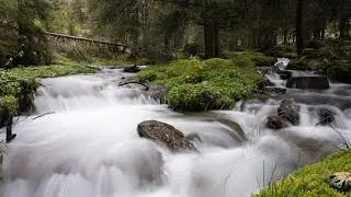 Autumn Mountain Forest