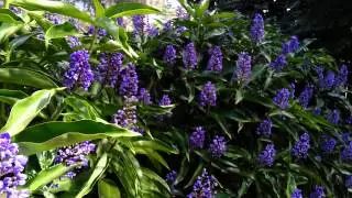 Blue Ginger - Dichorisandra thyrsiflora HD 02