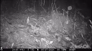 Jaguar Caught on Camera Trap in Tatam&aacute; National Natural Park, Colombia