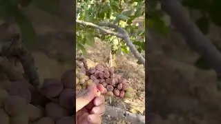 pistachio garden in Iran٫ #shortsviral #short