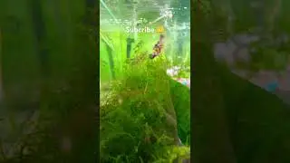My aquascape #shortsfeed #muslibahari #aquarium #aquascape