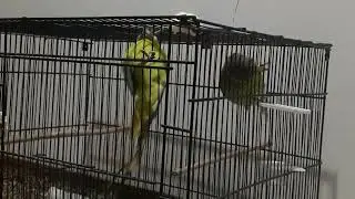 Lovely plumhead parrot pair