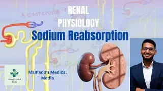 شرح  | Sodium Reabsorption in Nephron Tubules  PCT, Loop, DCT & Aldosterone Explained