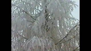 25.01.1996 ca. mit Tinu schöne Aufnahmen mit frischem Schneereif machen