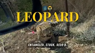 Leopard Safely Rescued From Wire Fence | RESQ CT, 2025