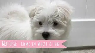 Maltese Colors