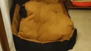 Dachshund Hiding