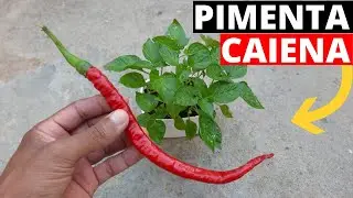 Como plantar pimenta caiena