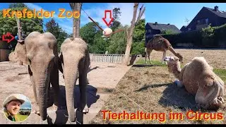 Neues Enrichment im Krefelder Zoo. Und: Tierhaltung im Circus.