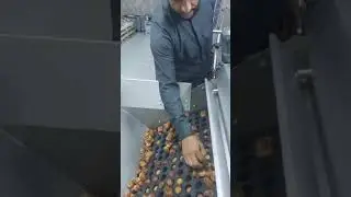Dates Pitting, Step by Step. 