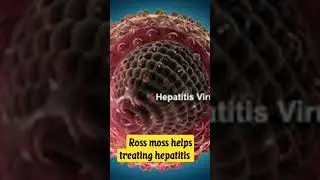 Rose moss helps treating hepatitis #health #ayurveda #ayurvedicmedicine #hepatitis #herbs#flowers