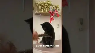 British shorthair black kitten is playing #nature #britishshorthair #britishcat #cattery