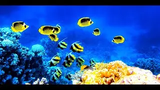 Mix video, Relaxing Music for Stress Relief, anxiety and depresstion, Perfect for mind and soul,mix5