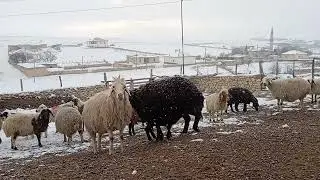 Huzur mutluluk beyaz bereket hepsi birarada maşallah. 