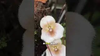 &ldquo;The Orchid That Looks Exactly Like a Monkey&rsquo;s Face!&rdquo; 🐵🌸 #draculasimia #orchid #planetnature