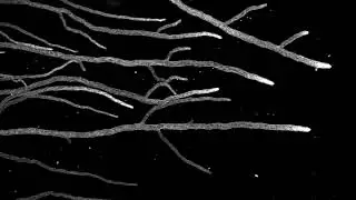 Neurospora crassa mycelium growth 03 (horizontal)