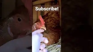 Petting an adorable hen while she is in the nest!