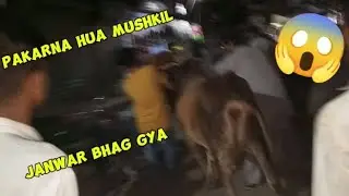janwar bhag gya 🤣 || mastu kr rha h janwar 😂 || Yasir vlogs