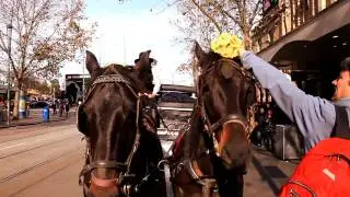 International Flower Day: Melbourne, Australia