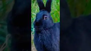 Adorable Black Rabbit!! #cuteanimals #bunny #rabbit #wildlife