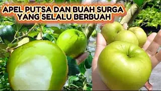 BUAH SURGA❓️PANEN BUAH APEL PUTSA YANG DITANAM DALAM POT🍏BERBUAH SEPANJANg TAHUN