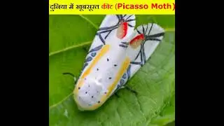 #shorts Beautiful insect | Most Dangerous Insects in the World | Facts | dangerous insects