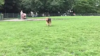 Airedale Terrier 
