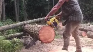 Pro Mac 10-10. Bucking firewood